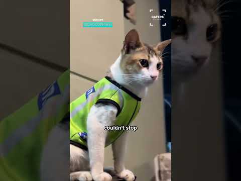 This Cat Got A Job With The Police 😂 #cat #cats thumbnail