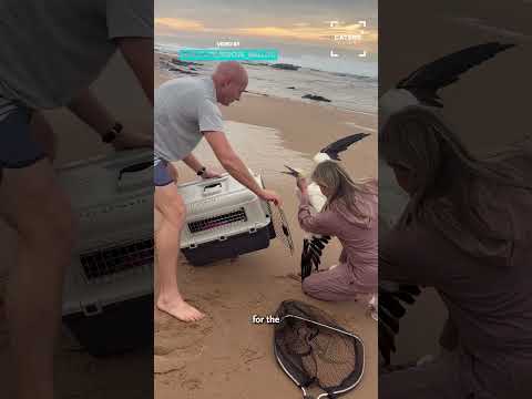 They Couldn't Ignore This Injured Bird thumbnail