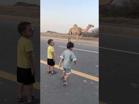 جمل جمل وصل وعلولي يقلد الجمل??? #shorts thumbnail