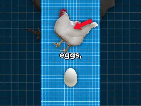 Why Some Eggs Are White? ?#shorts #viral thumbnail