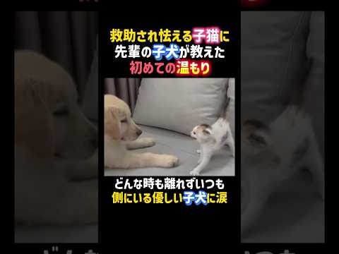 救助され怯える子猫に先輩の子犬が教えた初めての温もり😭✨ #感動 #犬 #猫 #泣ける #dog #cat #shorts thumbnail