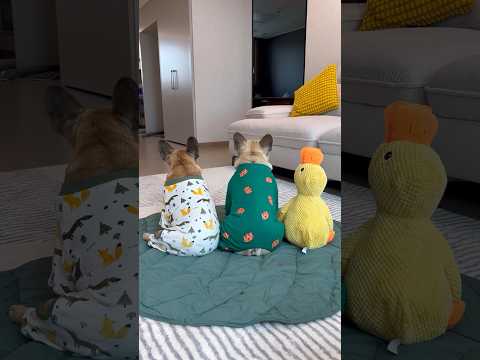Can You Find The IMPOSTER? thumbnail