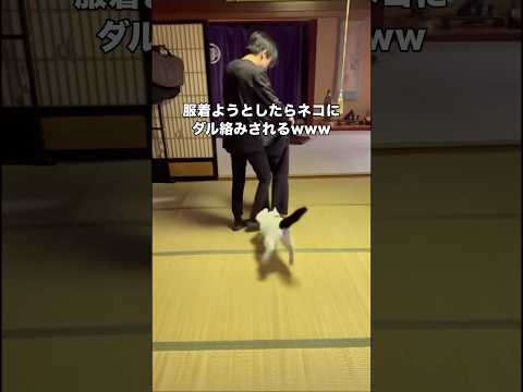 猫がウザ絡みしてくる。そんな一面も可愛い。 #猫 #ニャルガクルガ #保護猫 #shorts thumbnail