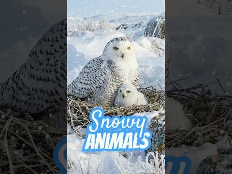 ❄️ Snowy Animals ❄️ These animals are ready for a snow day!  #animals #snow #wildlife thumbnail