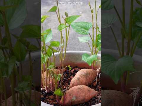 Cultivating Sweet Potatoes with Care #sweetpotato #gardening thumbnail