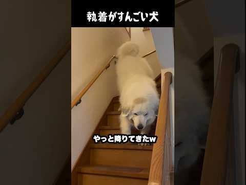 祖父への執着すごい愛犬　#greatpyrenees #大型犬のいる生活 #大型犬 #大型犬と暮らす #グレートピレニーズ #愛犬 #犬のいる生活  #癒し thumbnail