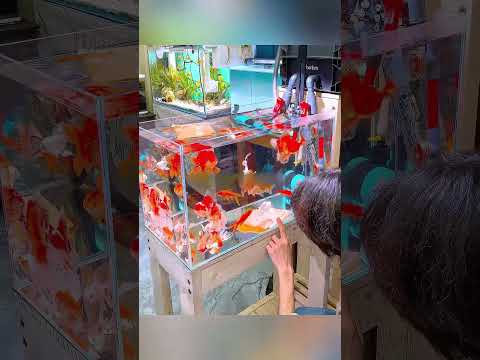 Papierowa Chusteczka Cudem Oczyściła Akwarium! 😱🐟 thumbnail