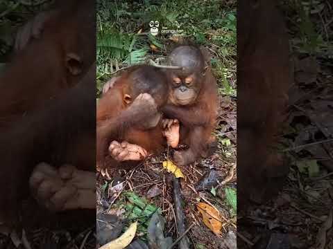 Baby Orangutans FACE Giant “Monster” Millipede 😂😳 thumbnail