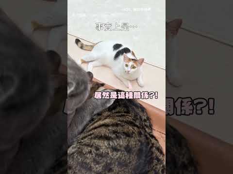 【一場大戲】在演貓界八點檔？三花目睹同伴恩愛超震驚｜貓｜三角關係 thumbnail