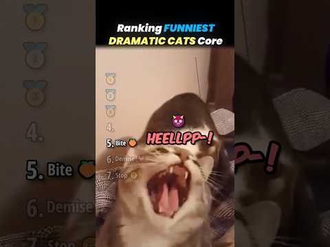 Ranking FUNNIEST CATS OVERREACTING Core Moments!! 🐱😖 thumbnail