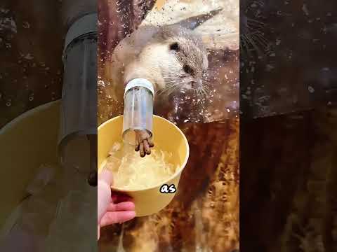 Tiny Otter Tried So Hard to Grab That Ice…and Did the Cutest Thing! #usa thumbnail