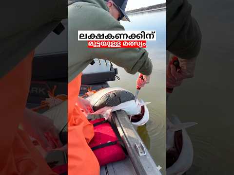 ലക്ഷകണക്കിന് മുട്ടയിടുന്ന മീനിനെ കണ്ടിട്ടുണ്ടോ 😳 #shorts #fishing #paddlefish thumbnail