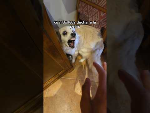 Se Transformaba JAJAJAJA thumbnail