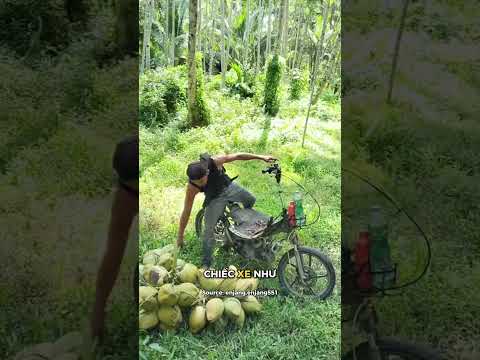 Vua dừa thumbnail