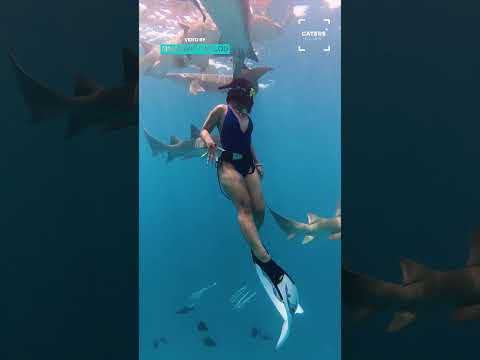Imagine Bumping Into A Shark 😱 #shark #sharks thumbnail