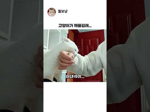 깨무는 고양이 교육하기 thumbnail