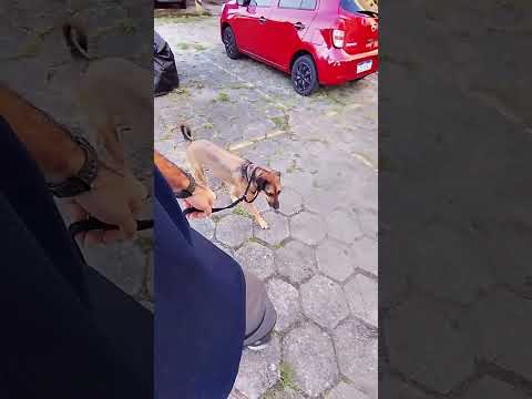 Guia unificada é maus tratos? ? #cachorros #adestrador #pets #shorts #shortsfeed #dogwalk #cães #dog thumbnail