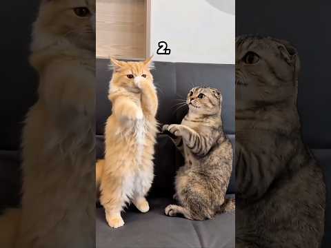 Which one is AI?? Level: IMPOSSIBLE thumbnail