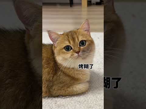 【牛奶是只猫】小猫咪是不是都这样 thumbnail