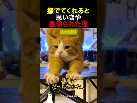 撫でてくれると思いきや裏切られた猫 thumbnail