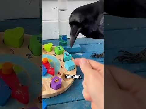 If you touch a raven’s beak…… #youtubeshorts #pets #ravens #crow #facts #animals thumbnail
