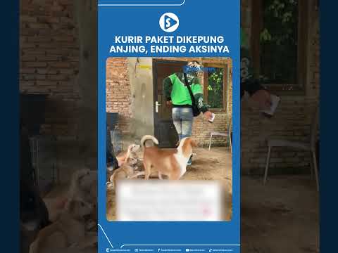 Kurir Paket Dikepung Anjing, Ending Aksinya Malah Bikin Ngakak! thumbnail
