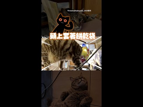 【幫自己蓋布袋】虎斑貓偷翻垃圾！倒車落跑還打碎家具｜#寵物雲 #shorts thumbnail