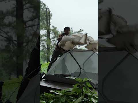 CALM RAIN AND A COZY TENT #camping #rain #asmr #outdoors #shorts thumbnail