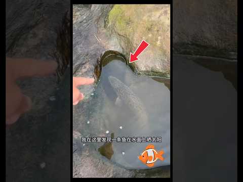 Penampakan Ikan Misterius Bikin Penasaran‼️ #trending #ikan #fishing #shorts thumbnail