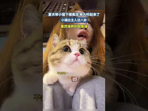 夏天带小猫下楼乘凉有人吵起来了小猫比主人还八卦 thumbnail