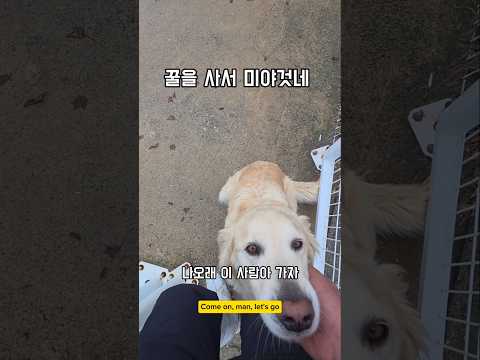 꿀벌은  잘있나? #남해 #몽실이 #뽀끄미 #리트리버 #반려견 #꿀벌 #bee #임보 thumbnail
