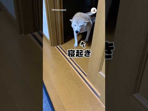 寝ぼけ眼の柴｜PECO thumbnail