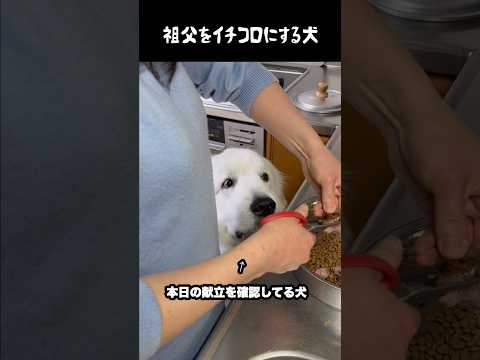 祖父をイチコロにする魅惑の愛犬　#greatpyrenees #大型犬のいる生活 #大型犬 #大型犬と暮らす #グレートピレニーズ #犬のいる生活 #愛犬 #癒し #ゴールデンレトリバー thumbnail