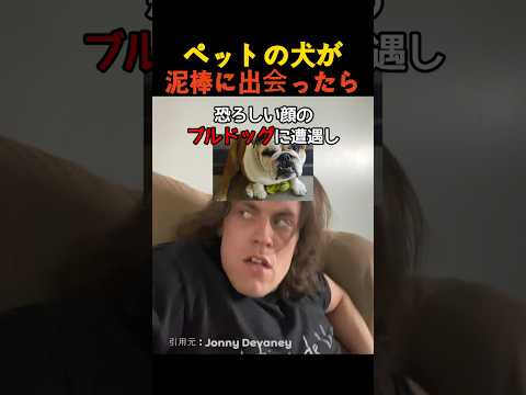 ペットの犬が泥棒に出会ったら thumbnail
