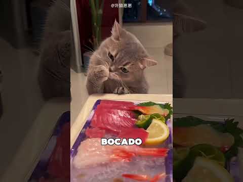 Esta Gata Tiene El Hábito Más Adorable 😯❤️ thumbnail