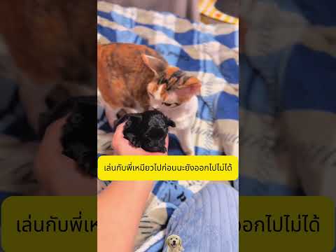 หมาน้อยในถังขยะ #shots #อาหารสมอง thumbnail
