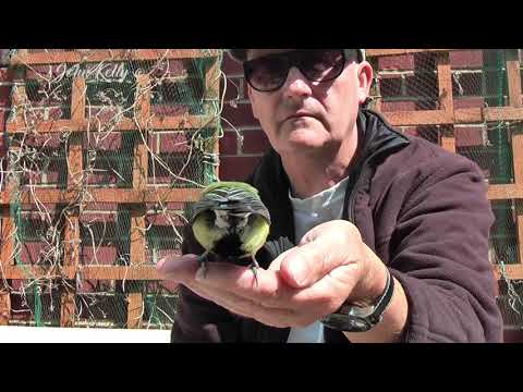Great Tit hand feeding thumbnail