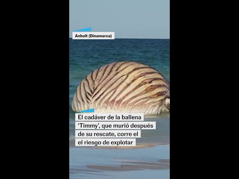 Este es el aspecto de la ballena 'Timmy', días después de su muerte thumbnail