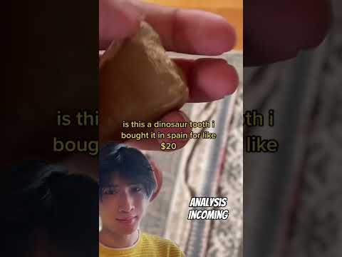 Dinosaur tooth? thumbnail
