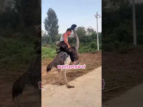 Chłopak i Szalony Struś #shorts thumbnail