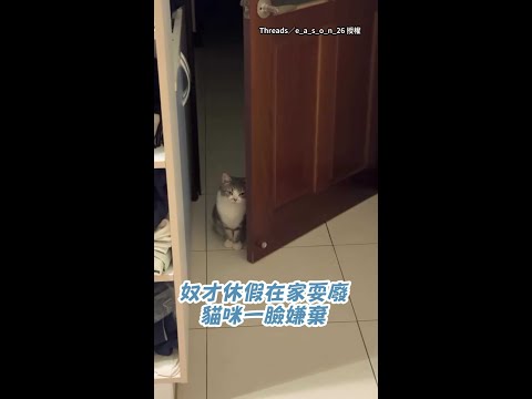 【這我的床】貓咪見奴才在家耍廢！一臉嫌棄：趕快出門 #Shorts thumbnail