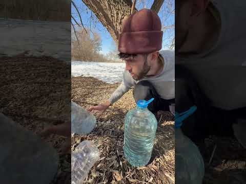 Сбор кленового сока thumbnail