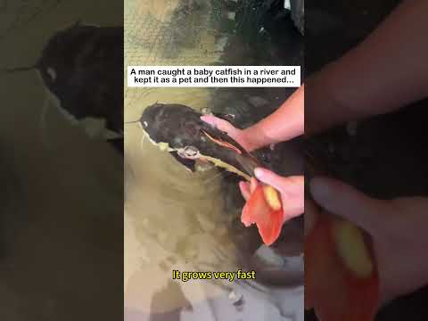 The Gentle  behemoth #lovestory #animals #pets #cute #fish #love #catfish #wildlife #funny thumbnail
