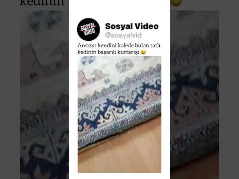Ansızın kendini kalede bulan tatlı kedinin başarılı kurtarışı ? thumbnail