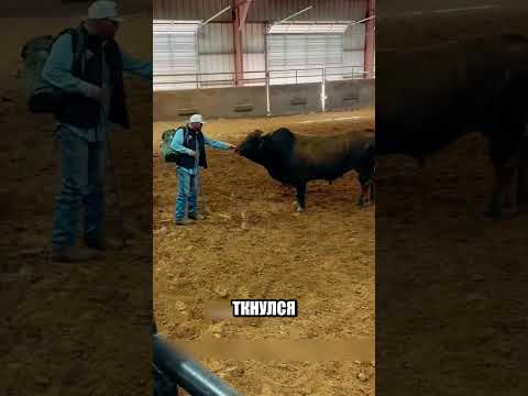 Старик вышел к быку БЕЗ СТРАХА😨🐂🔥 thumbnail