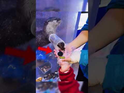 Эта выдра дарит тебе подарки… но только если ты поставишь лайк ??#explore thumbnail