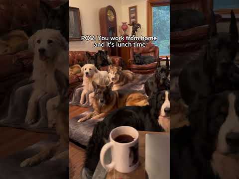 My colleagues take lunch time very seriously 😅 #puppy #workfromhome thumbnail