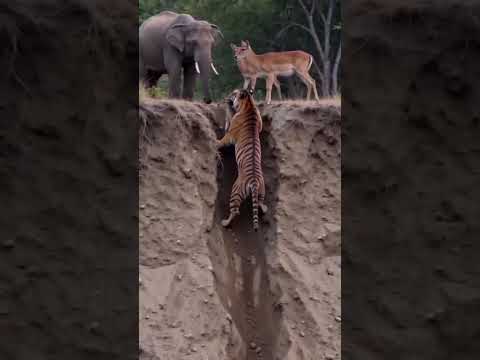 Jungle mein bahaduri ka aisa na-qabil-e-yaqeen kaarnama ke duniya dang reh gayi!@Ilmidunya786 thumbnail