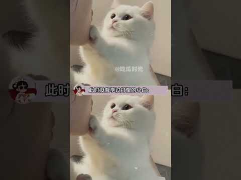到底是谁教你这么打架的！？？ #可爱 #喵哥是萌新 #猫咪 #cat #cute #貓咪日常#万万没想到 #萌化了 #萌寵 thumbnail
