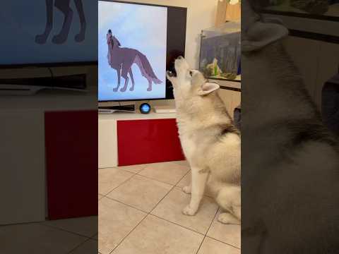 Quando i miei HUSKY guardano il FILM BALTO ULULANO 😧🐺😍 #cane #cani #dog #dogs #siberianhusky thumbnail